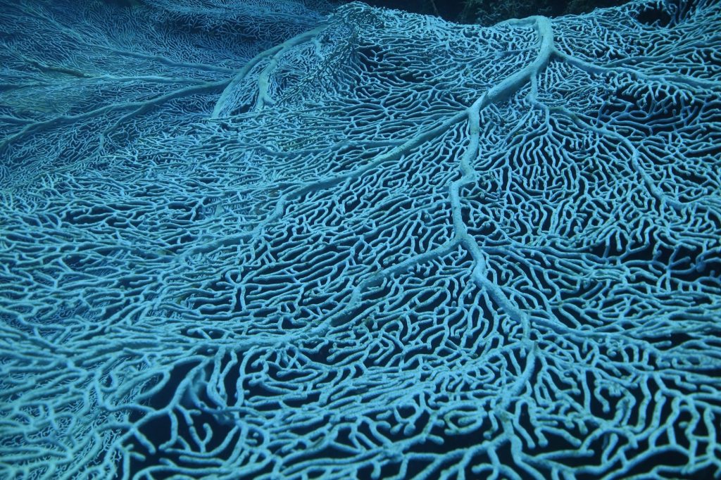 Details of the blue soft coral seafan