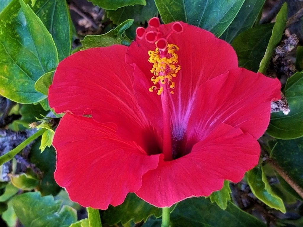 Hawaiian Hibiscus! Red Tropical Hibiscus!