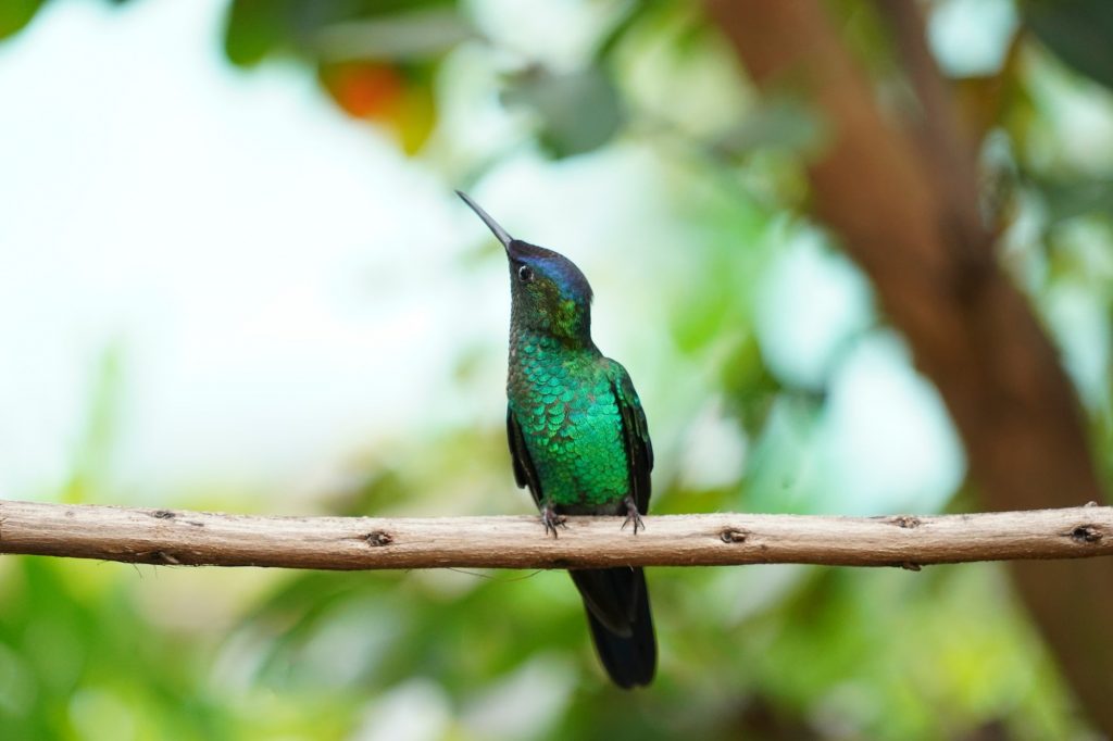 Hummingbird in nature