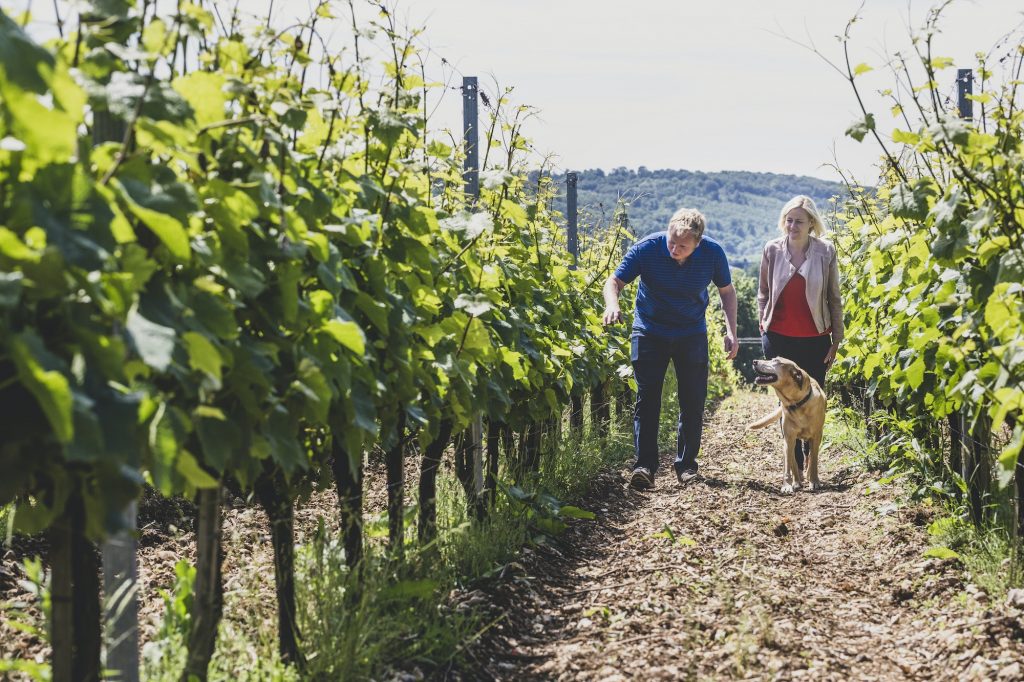 Man, woman and dog walking along rows of vines at a vineyard, winemakers inspecting the crops on a