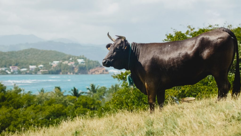 Massive bull on Caribbean hill (Martinique)