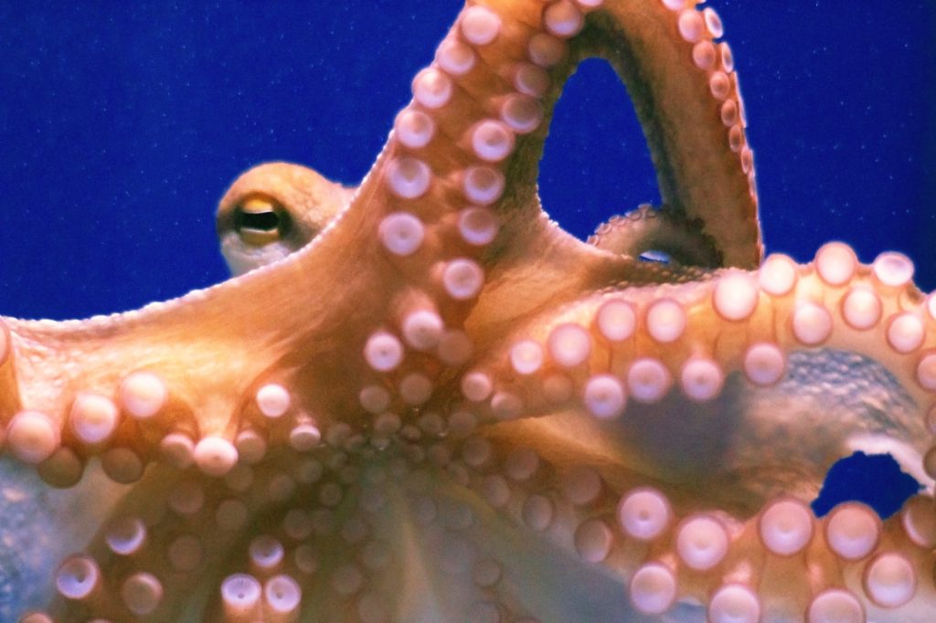 Octopus close up