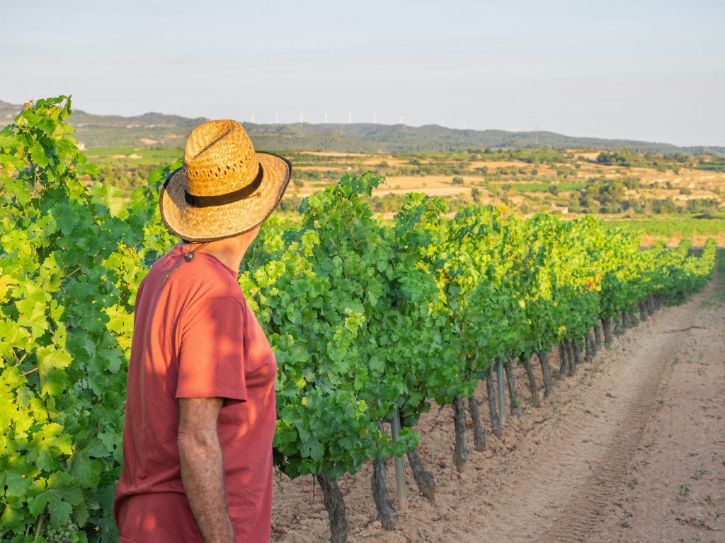 Of a proud farmer standing with his hat in his vineyard - Satisfied winemaker looking at his farm