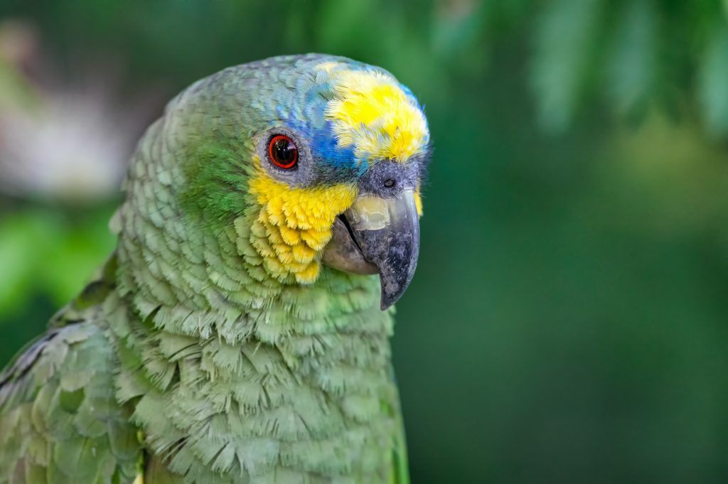 Orange winged Amazon (amazona amazonica). Portrait of a beautiful parrot in freedom