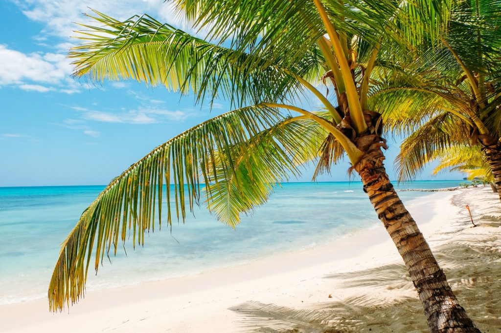 palm trees on Caribbean beach