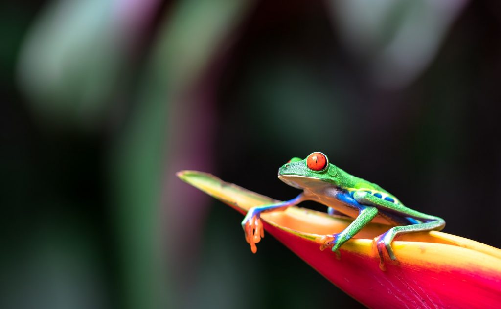 Red-eyed Tree Frog on a Heliconia