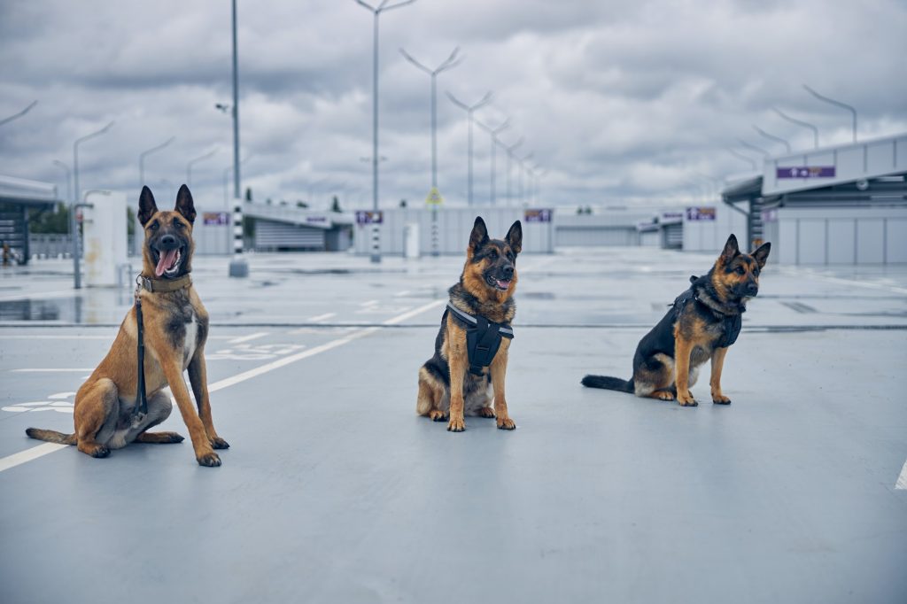 Security police dogs on duty at airport