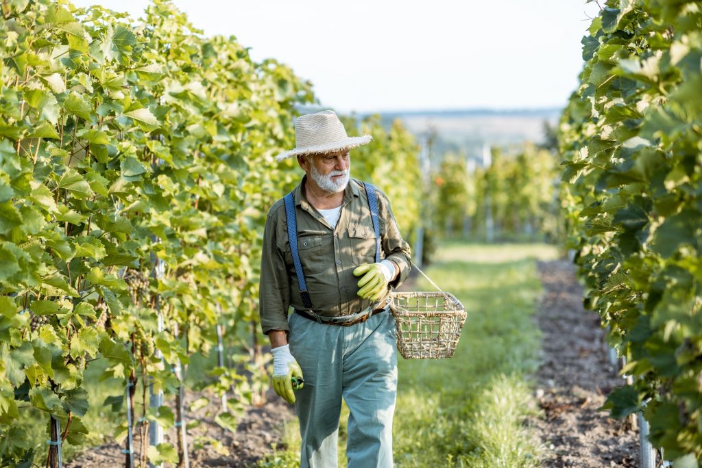 Senior winemaker on the vineyard