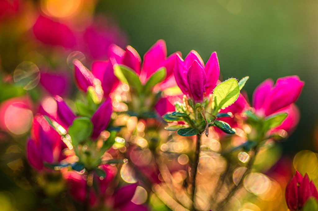 Shot of the beautiful and pink Marvel-of-Peru flowers gleaming under the sunrays