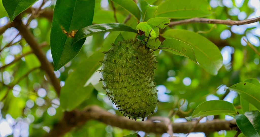 Soursop fruit cultivated by agriculture in Haiti