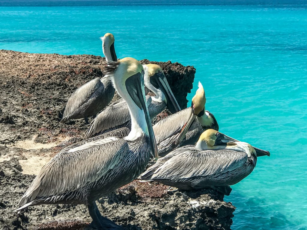 The Pelicans on the Atlantic coast