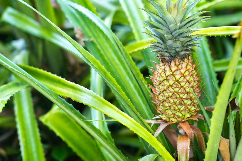 The pineapple on the clump has pink eyes. Pineapple trees grow tropical fruit in the pineapple