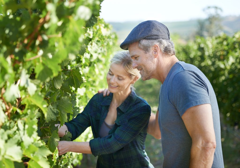 This vine looks in great shape. Happy mature couple checking the vines in their vineyard together.