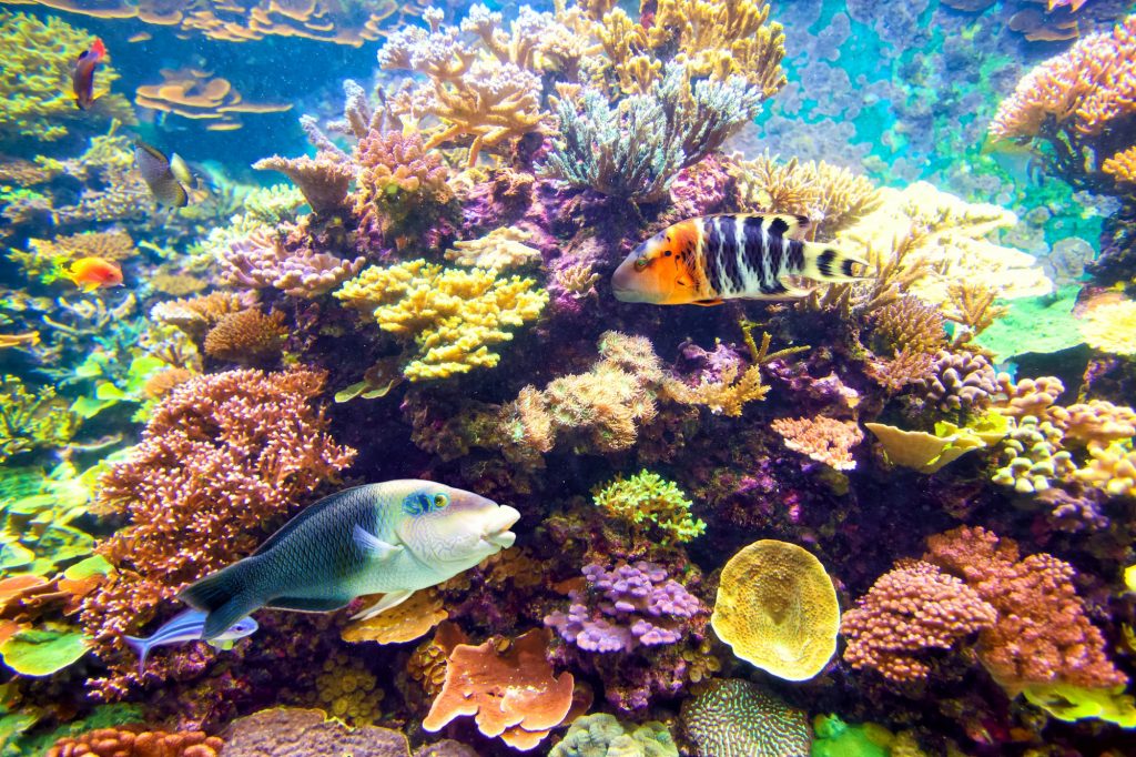 Tropical fish and coral reef