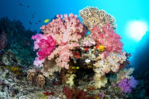 Vibrant coral reef