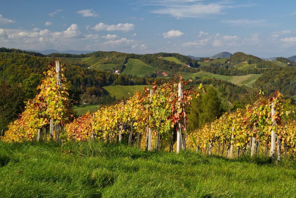 Vineyard cultivation on the hills of southern Styria in Austria