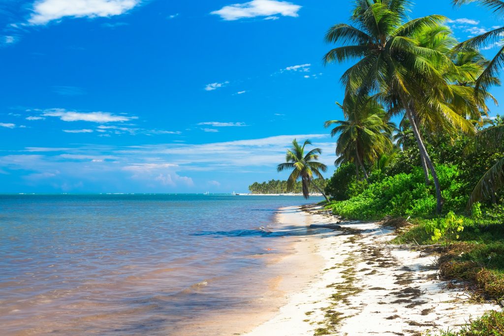 Wild palms on the Atlantic ocean shore, Dominican Republic