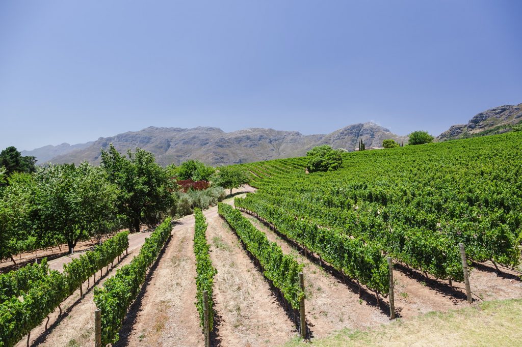 Wine and vineyards around the world - South Africa