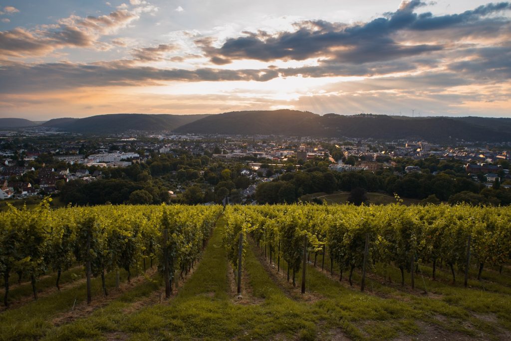 Wineyard in Trier, Moselle Valley in Rhineland Palatiane in German
