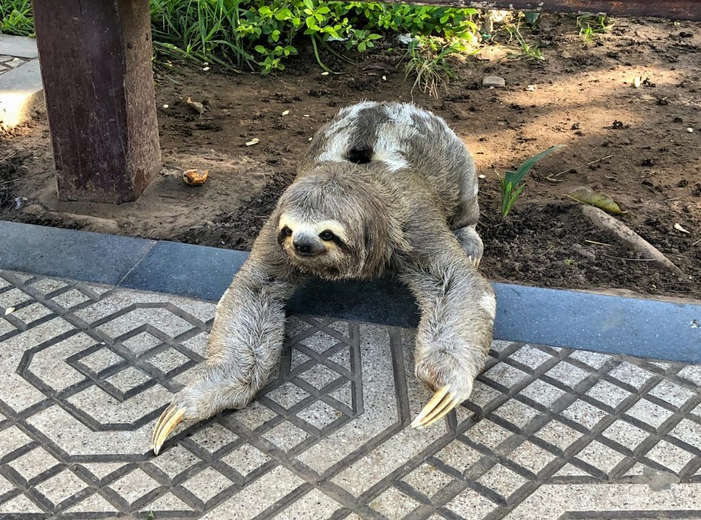 A three-toed sloth slowly making his way across a walkway in a park.