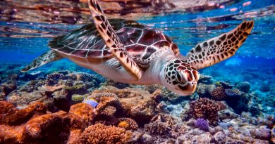 Sea turtle swims under water on the background of coral reefs