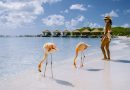Couple at Aruba beach with pink flamingos at the beach, flamingo beach in Aruba Island Caribbean