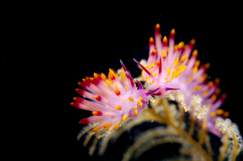 Nudibranch (sea slug) in soft coral