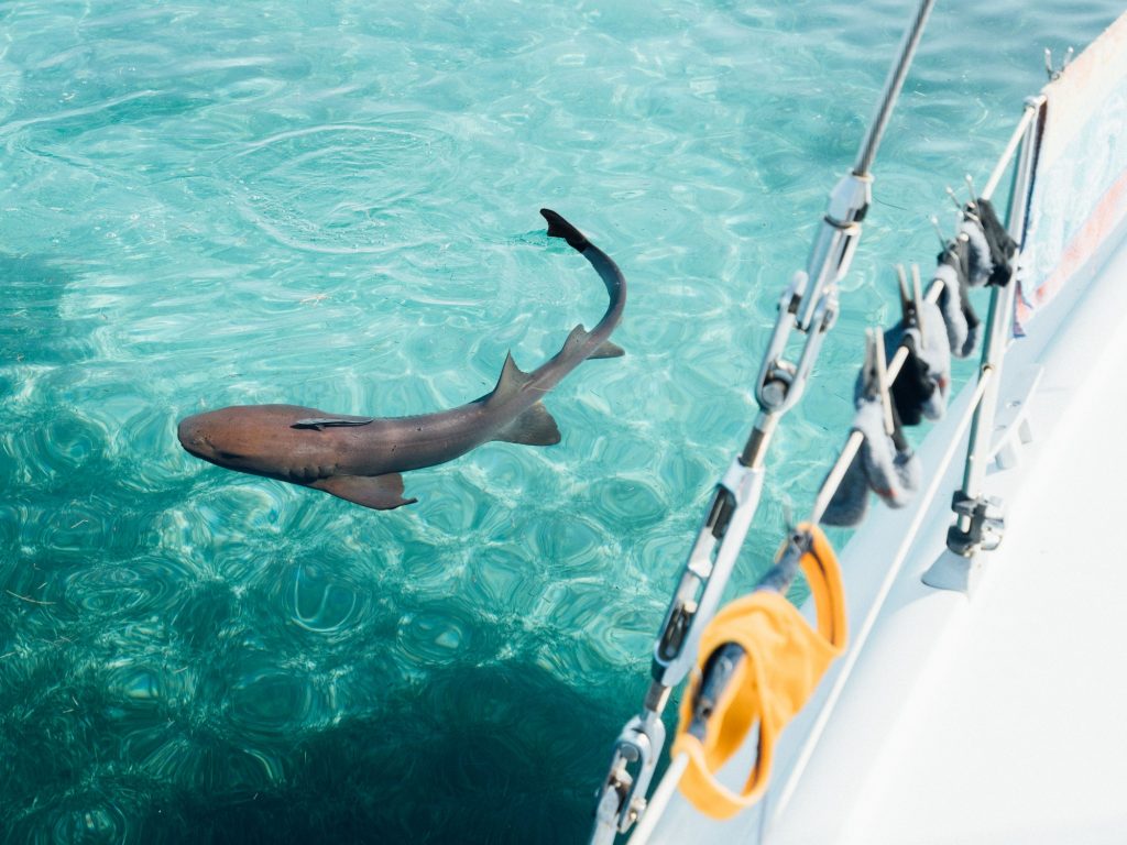 Nurse shark near sailboat in the Bahamas (Ginglymostoma cirratum)