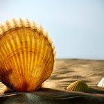 Sea Shells Seashells, sea shells from beach - panoramic - with large scallop shell.