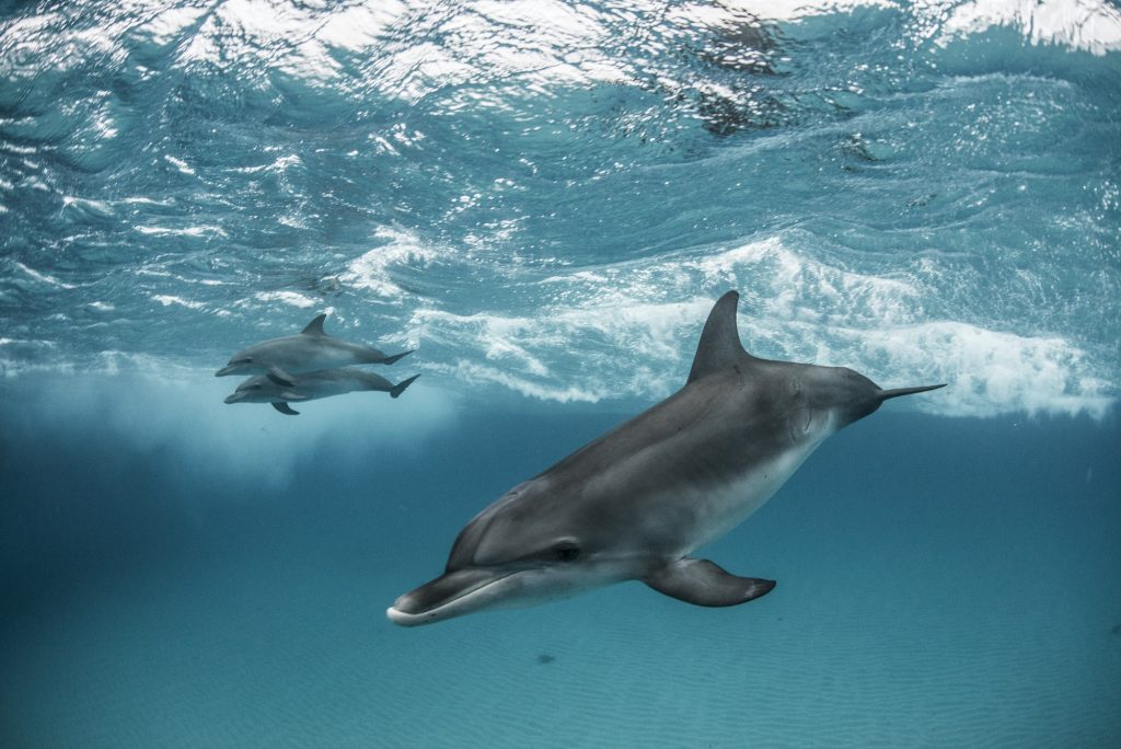 Three atlantic spotted dolphins (Stenella frontalis) swim and play around the sand banks in the