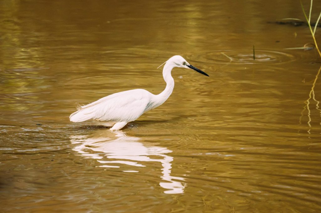 Goa, India. White Little Egret Catching Fish In River Pond
