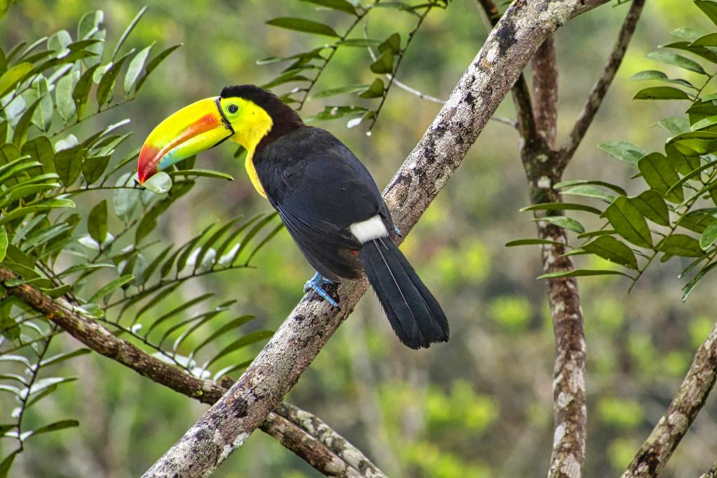 Keel-billed Toucan, Tropical Rainforest, Costa Rica