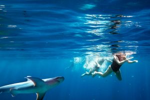 Group of people snorkeling with whale shark