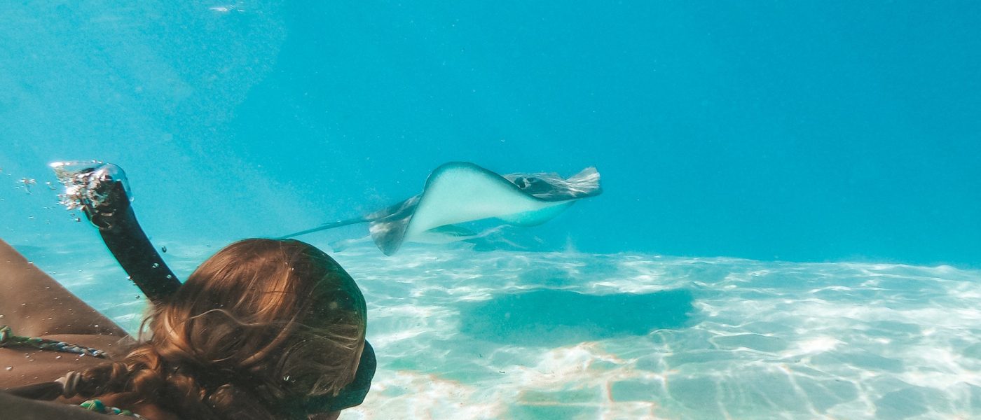 Swimming with stingray