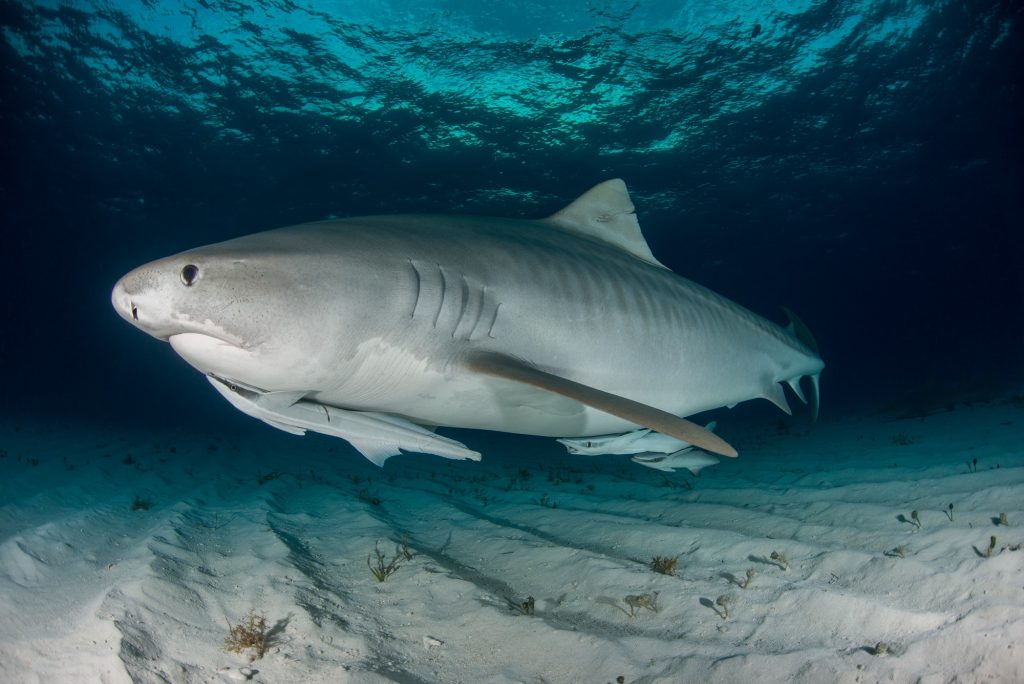 Tiger shark (Galeocerdo cuvier) swimming in the shallow sand banks, north of the Bahamas