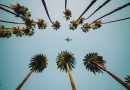 View of palm trees, sky and aircraft flying