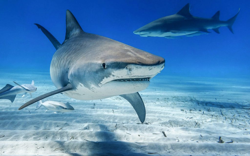 A Beautiful Shark underwater photography