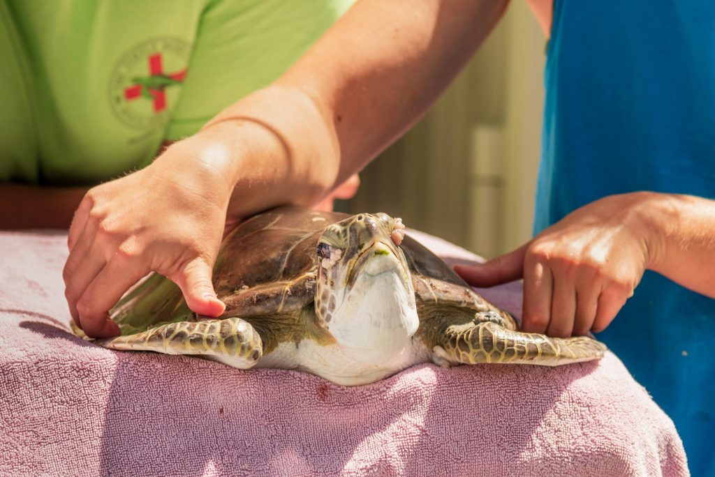 A rescued sea turtle with tumors due to ocean pollution awaiting treatment at a turtle hospital