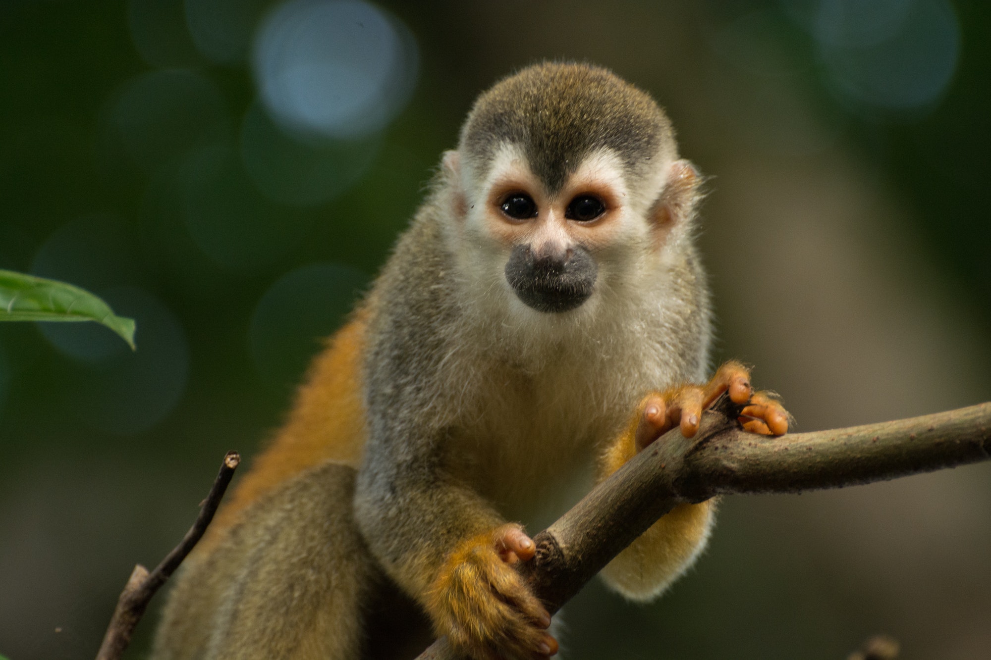 Central American squirrel monkey in close up