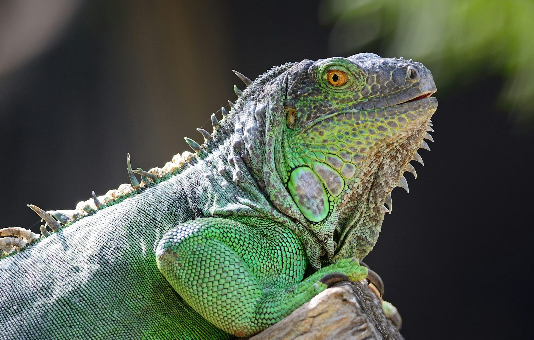 female Green Iguana