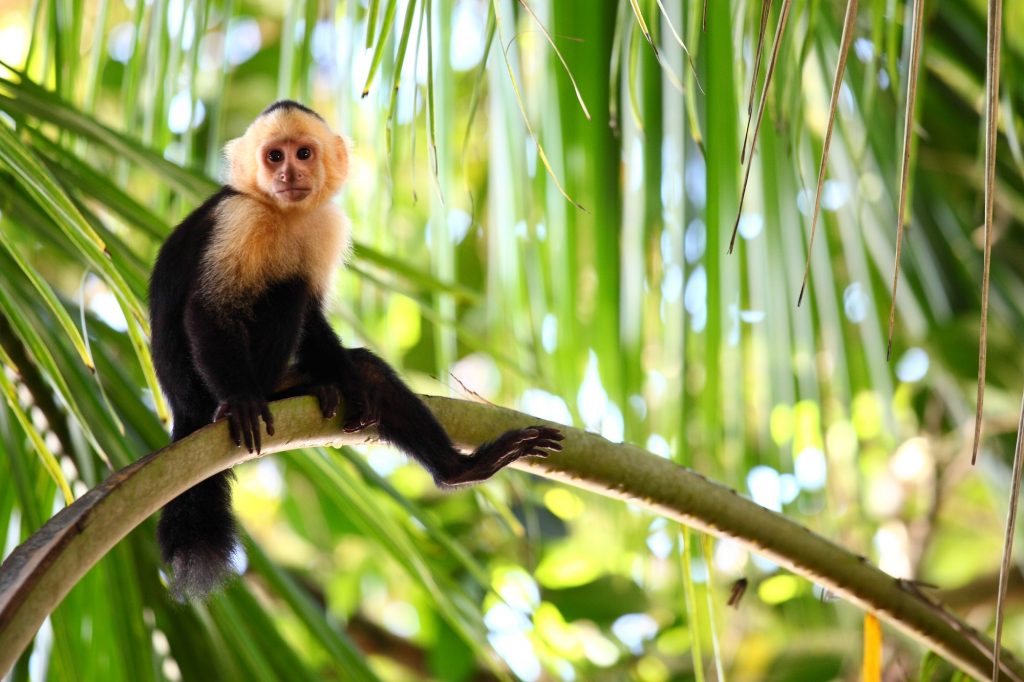 Panoramic shot of a Capuchin monkey lazily sitting on a long palm branch