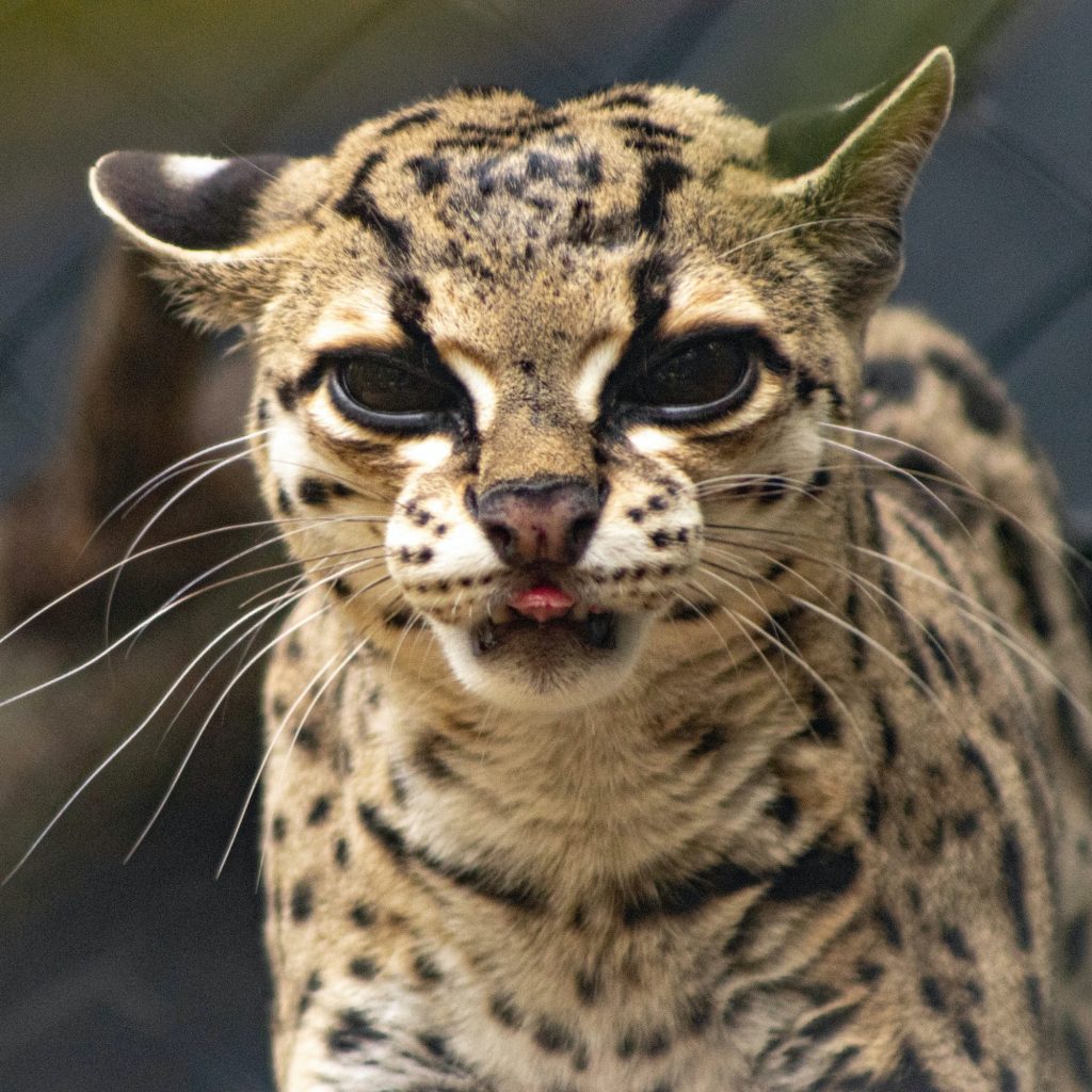 Portrait of an adorable Ocelot at daylight with a blurry background