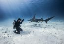 Underwater view of female scuba diver photographing great hammerhead sharks from seabed, Bimini,