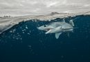 Underwater view of young mako shark struggling with fishing line, Pacific side, Baja California,