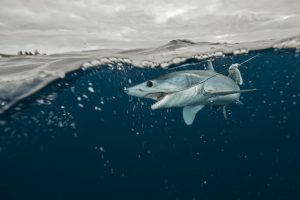 Underwater view of young mako shark struggling with fishing line, Pacific side, Baja California,