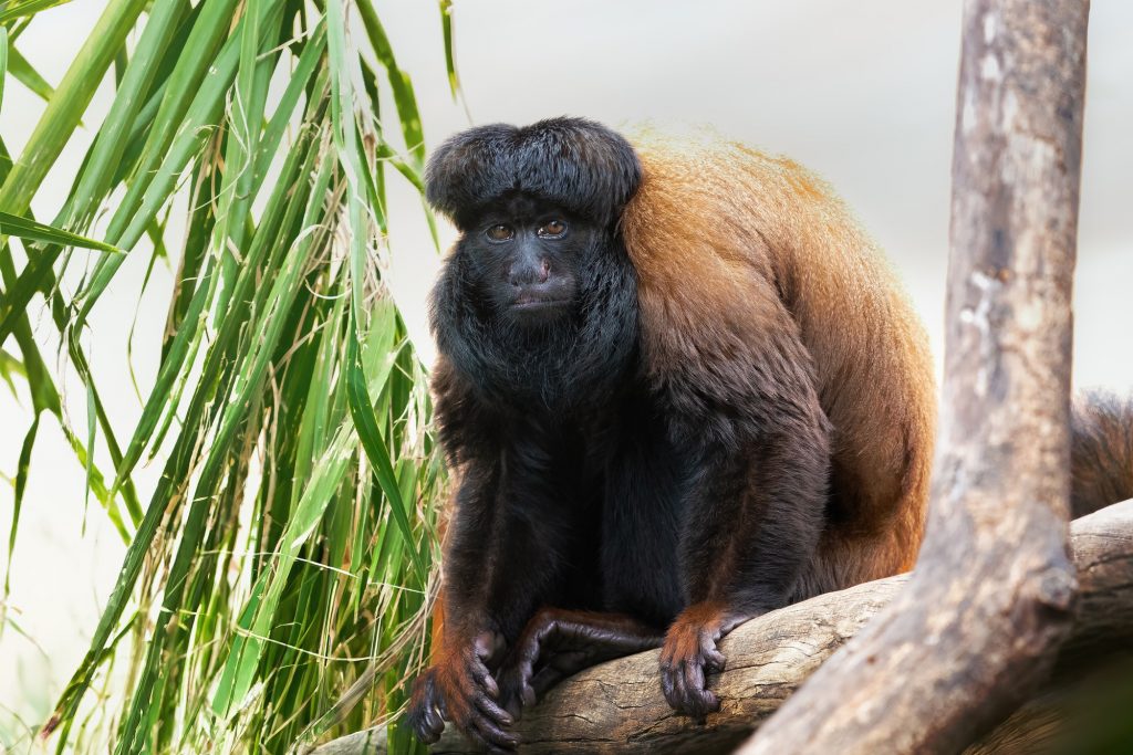 Uta Hick Bearded Saki (Chiropotes utahicki) - New World Monkey