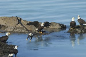 A group of bald eagles, Haliaeetus leucocephalus, perched on rocks by water.