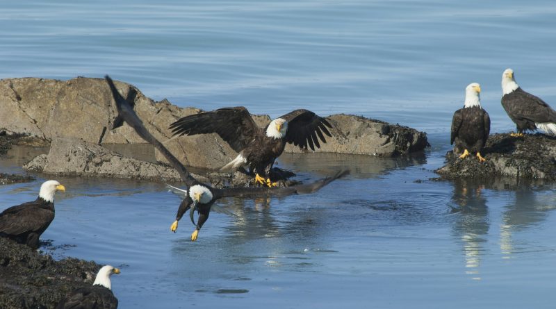 A group of bald eagles, Haliaeetus leucocephalus, perched on rocks by water.