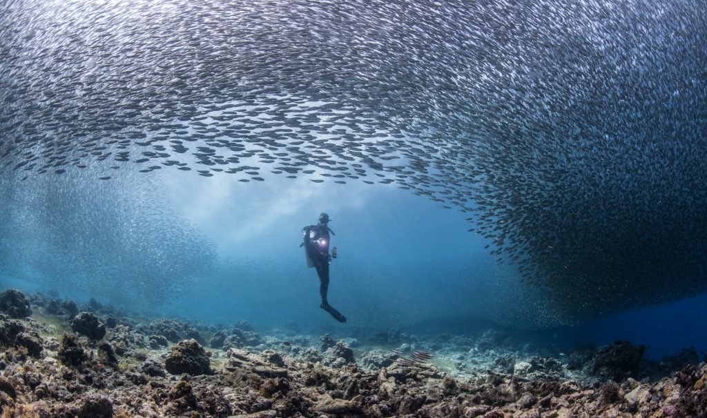 diver in a school of sardines