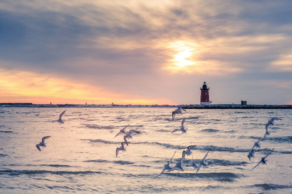 Flock of birds and Delaware Breakwater East End Lighthouse in the background against scenic sunset